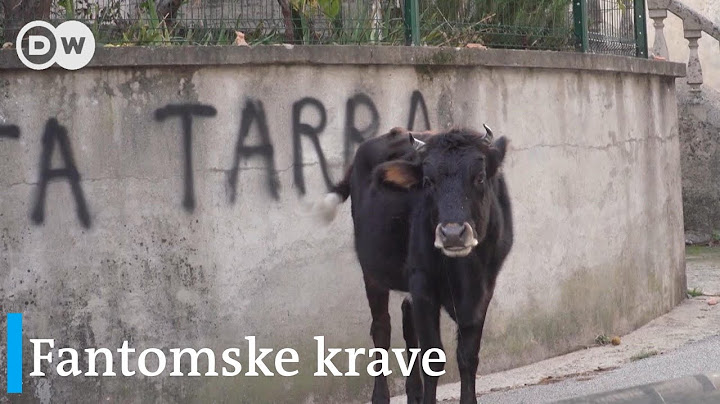 Korzika: čije su krave?