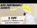 5 TIPS to INSTANTLY Improve Your BIRD PHOTOGRAPHY - Bird Photography Secrets Revealed - Jan Wegener