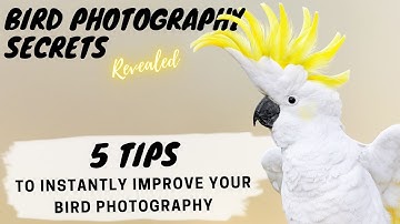 5 TIPS to INSTANTLY Improve Your BIRD PHOTOGRAPHY - Bird Photography Secrets Revealed - Jan Wegener