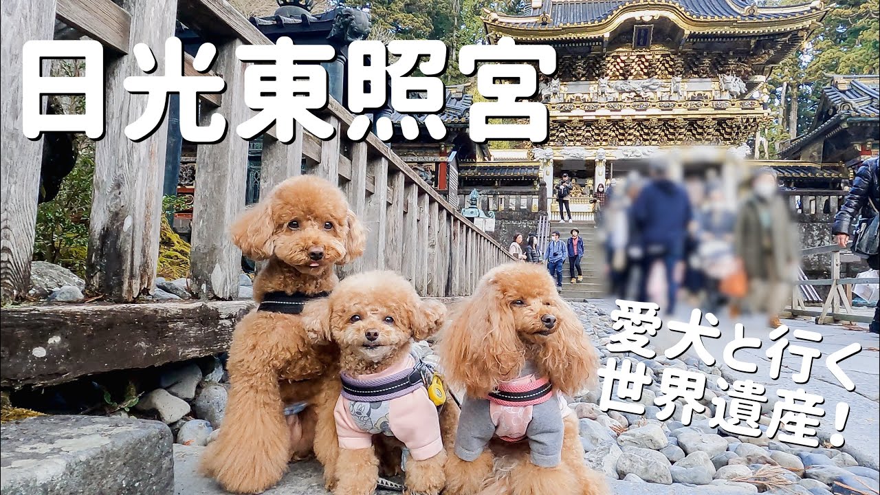 愛犬と行く世界遺産！日光東照宮へ！