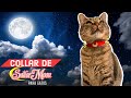 Collar de Sailor Moon para Gatos | PASO A PASO