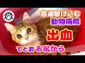 【てと君　急遽！！動物病院】てと君お尻から出血！　急遽動物病院に駆け込みました　Hurry to the pet hospital
