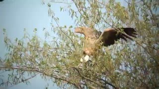 Vroege Vogels - Vale Gier Versus Zwarte Kraaien