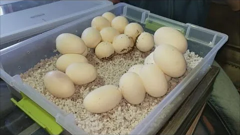 How to Prep and Care for Snake Eggs!
