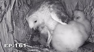 Barn Owl Nest ❸ ep.161Lechuzas en el nido DIRECTO (Cámara 38 | Ávila)