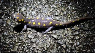 First Herping trip of 2024! Spotted Salamanders, Wood Frog and much more!