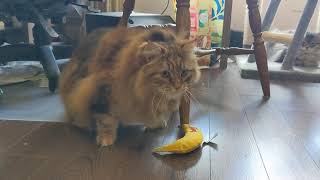 Another Siberian Cat with a Yeowww! Banana with Catnip!