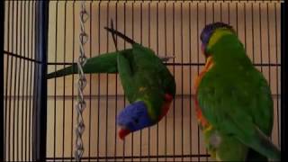 BURUNG PERKICI PELANGI/ rainbow lorikeets /Trichglossus haematodus