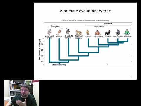 Primate Evolution