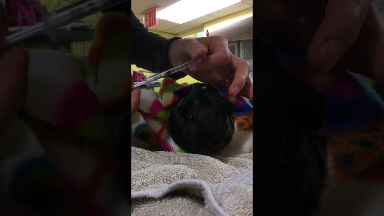 Syringe feeding and medicating a Guinea pig.