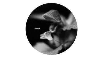 Xima - Scenario [REDDC002]