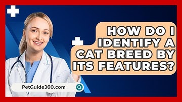 How Do I Identify A Cat Breed By Its Features? - PetGuide360.com