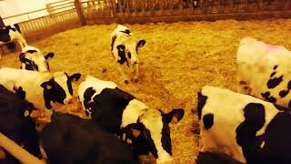 شركة مغربي ناجح باستراد بقر الهولشتاين بالماني Import of Holstein cows in Germany