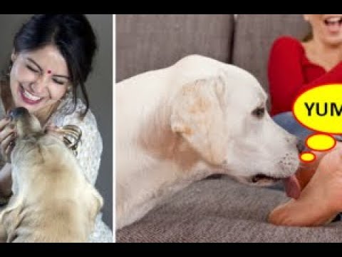 वीडियो: कुत्ते क्यों चाटते हैं? - कुत्ते लोगों को क्यों चाटते हैं?