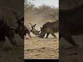 Rhino vs Rhino: Clash of the Titans!
