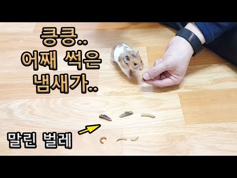 [ENG sub]햄스터에게 곤충을 주다가 심장 멈출뻔함 ㅠㅠㅋㅋㅋㅋ Hamster insects Challenge <strong>worm</strong> food OMG