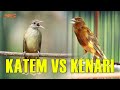 MASTERAN KAPAS TEMBAK VS KENARI