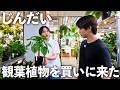 太智は観葉植物が買いたい