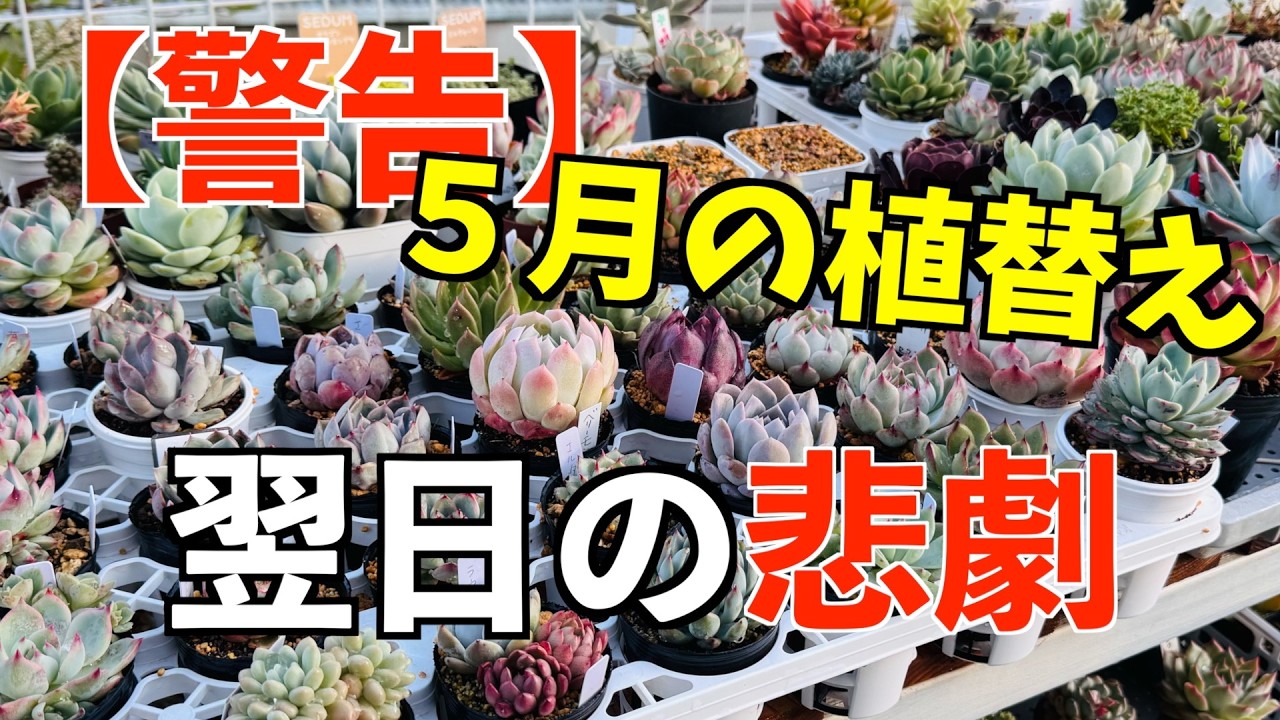 多肉】#14 手作りの青い木箱に多肉植物を寄植えしましたぁ〜 - YouTube