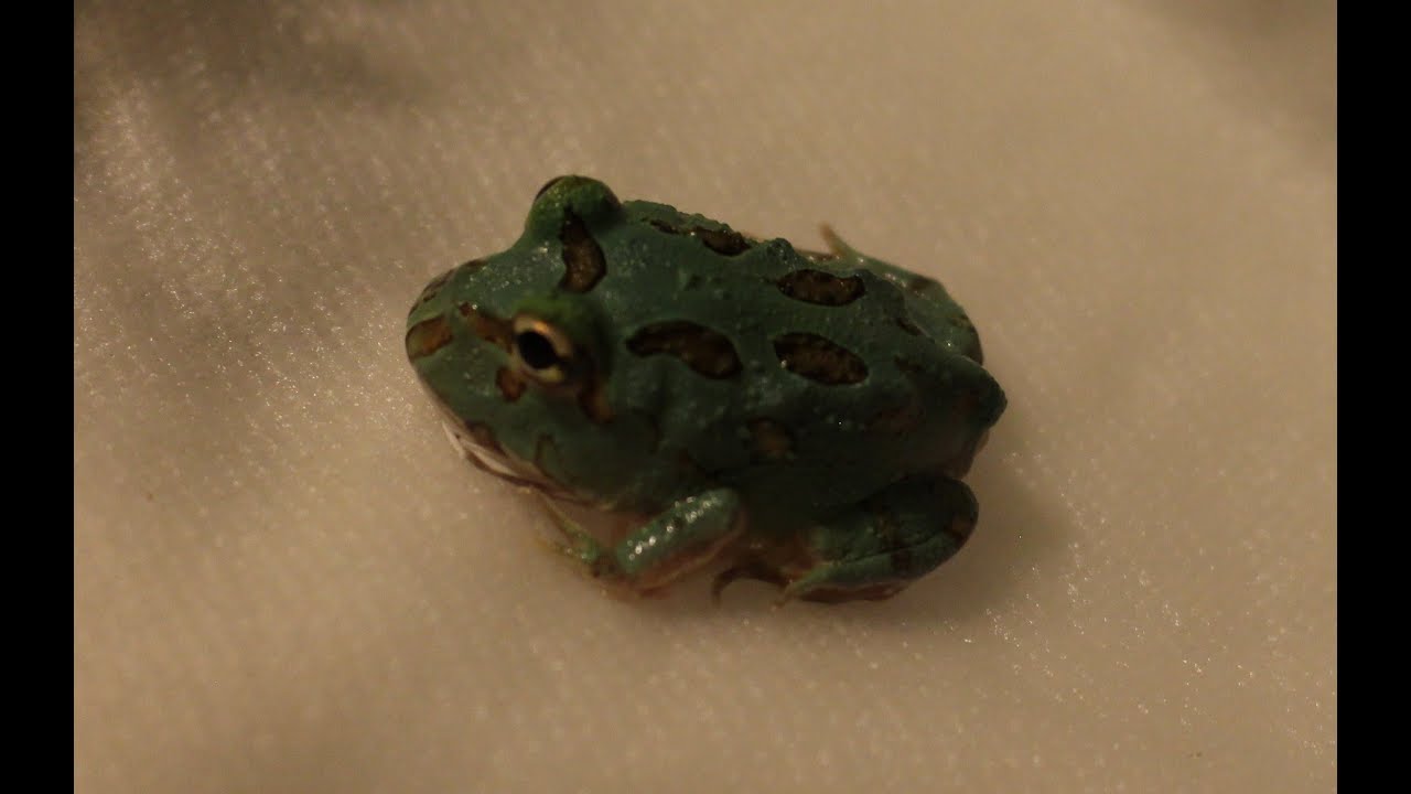 awesome oscillator TEAL BLUE PACMAN FROG UPDATE AUGUST 2016 PART TWO
