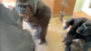 Father gorilla loses patience and snaps at his son💢　Shabani group