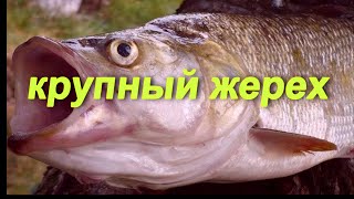 ЖЕРЕХ ПРОСТО ГИГАНТ!! ВЫ НЕ ПОВЕРИТЕ НА ЧТО КЛЮЕТ ЖЕРЕХ!! РЫБАЛКА ВО ФРАНЦИИ.  RIESIGE RAPFEN.