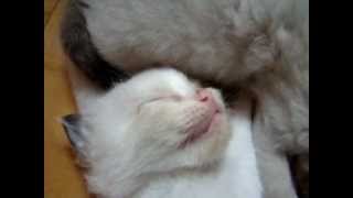 Cute ragdoll newborn dreaming of having a dinner. by Marta Jakubowska 465 views 11 years ago 28 seconds