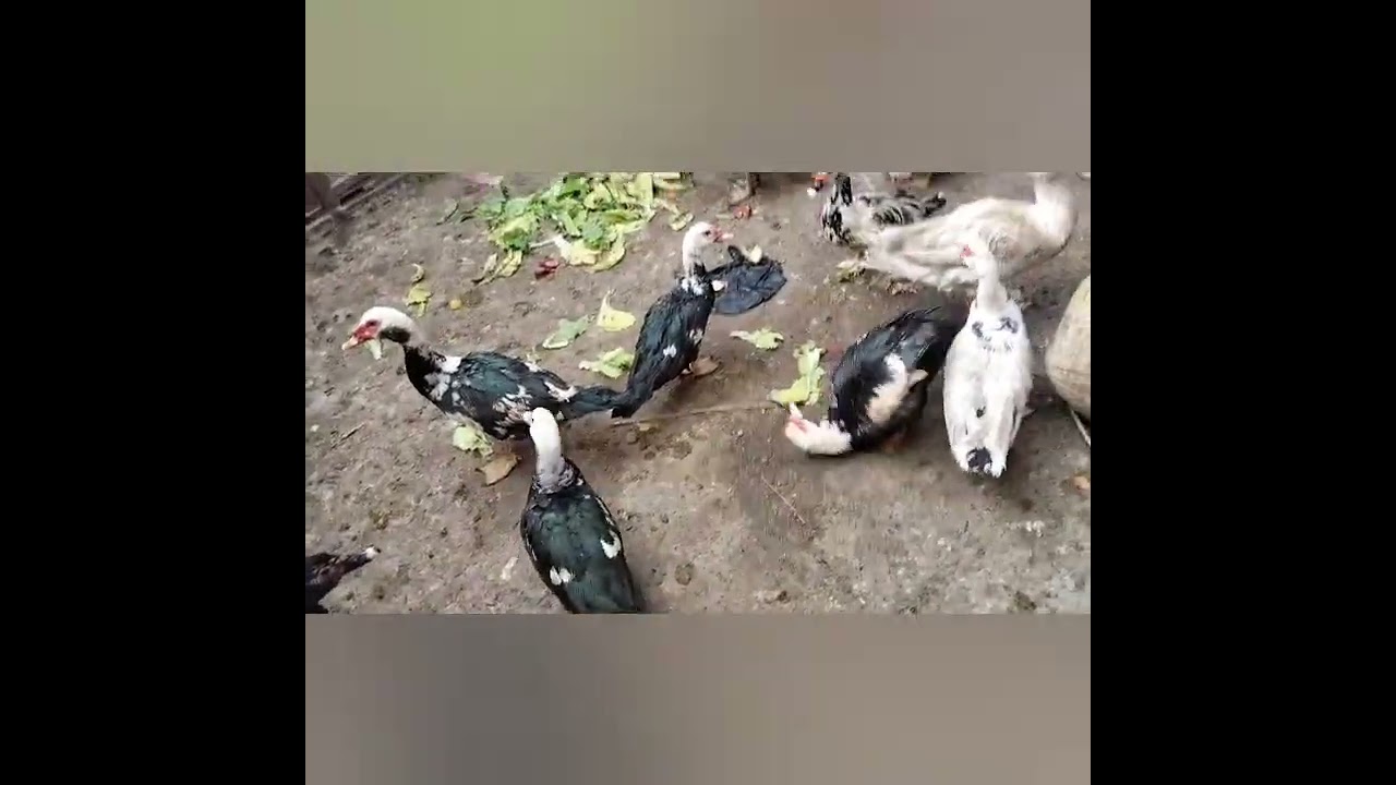 ما شاء الله على ولاد نرجس