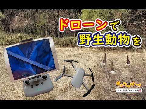 【野生動物】ドローンで野生動物を撮りたい！