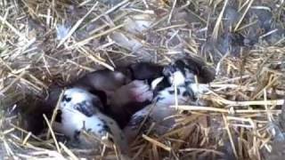 4 day old baby bunnies in nest