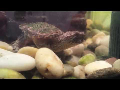 Common Snapping Turtle vs Alligator Snapping Turtle eating contest