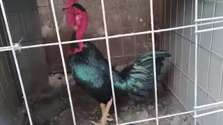 Lindo Pollos Del Amigo , Me Sorprende Es Que Ya Hay Guaro O Cocolo En México Finos