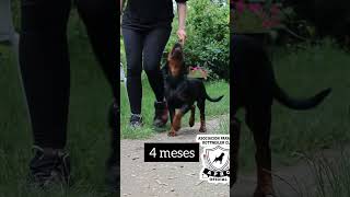 Adiestramiento y Entrenamiento del Cachorro Rottweiler ✍️Nivel Basico