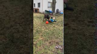 Dog runs into boy as he's kicking a ball