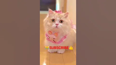 Video 5422141: meowing loudly cats kittens, cat meowing sound kitten, cat animals lover funny, cat lovers beautiful, beautiful little cat, cute animals cat lover