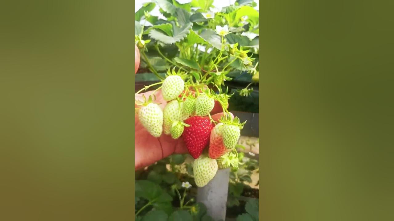 Jinsiy oqituvchi Yalangoch ayollar bikini kurashi