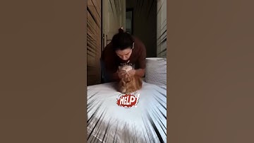 Phải hun cỡ này mới đã 😂 #shorts #yeuluofficial