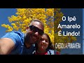 O Ipê Amarelo é muito lindo - Chegada da Primavera