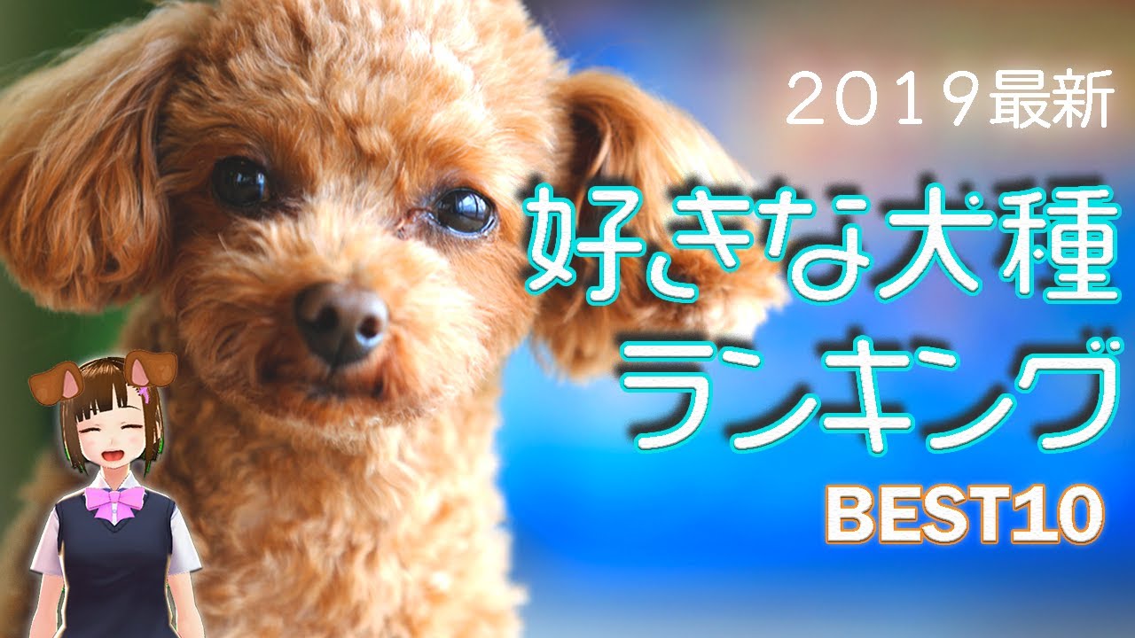 【好きな犬種ランキング】1位は圧倒的大差で人気のあの犬⁉【AGUSAKアンケート13】 YouTube