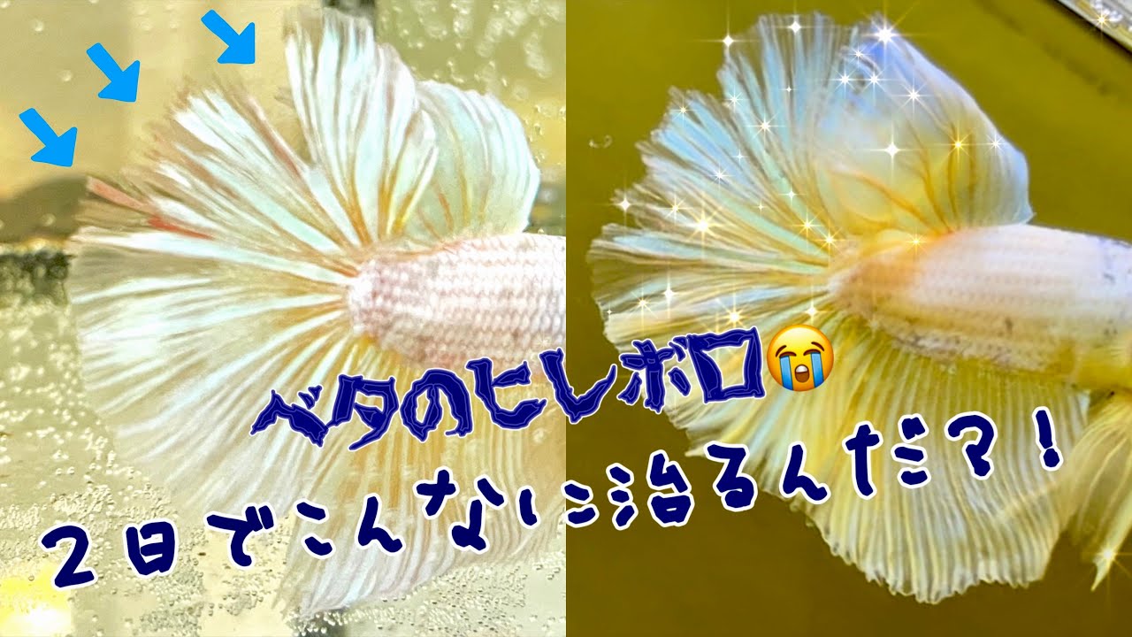 【ベタ飼育】ヒレ裂け ヒレボロボロ治療  経過と治療方法 Betta Fish Fins Recovery  #ベタ #ベタ飼育 #ベタの飼育相談 #bettafish