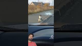 Tute gaya😂😂 #cat #animallife #comedyshorts