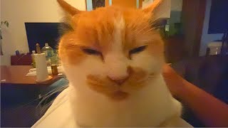 撫でられ続ける三毛猫が睡魔に負ける瞬間。