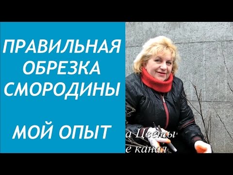 Правильная ОБРЕЗКА СМОРОДИНЫ. МОЙ ОПЫТ
