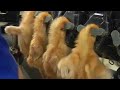 Total madness  baby animals in the food industry