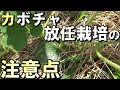 【自然農】カボチャ放任栽培の注意点　2021年7月19日【natural farming】