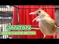 Download Lagu Suara kapas tembak jantan ‼️Pancingan Katem betina auto saut-Sautan