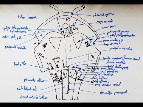 Fața anterolaterală a trunchiului cerebral