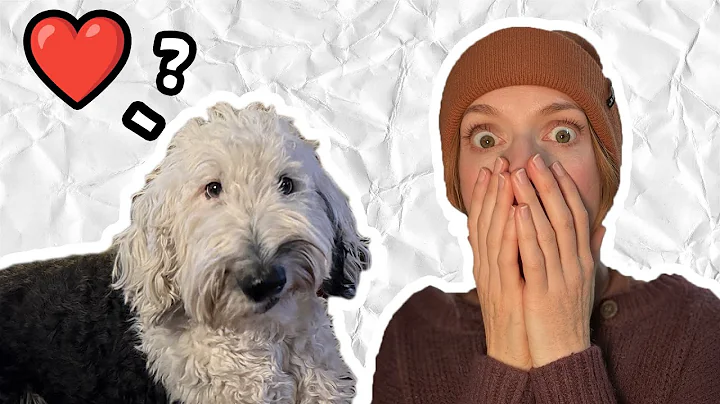 犬のバニーは愛を感じることができるでしょうか?