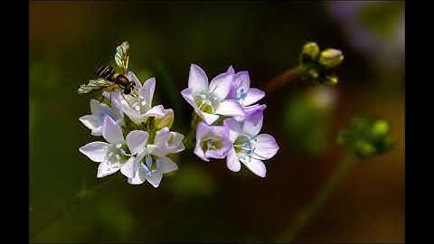 Symphony in C 1st movement by Anthony Verbalis