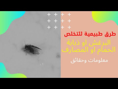 ذبابة الحمام او البرغش او ذبابة المرحاض و طريقة التخلص منها بطرق طبيعية وبدون عناء وأماكن تواجدها